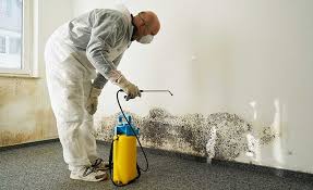 Best Mold Damage Restoration in Burtonsville, MD