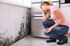 Why You Should Choose Our Mold Remediation Services in Burtonsville, MD